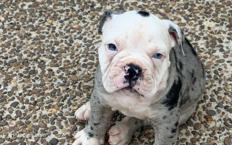 Frankie – Olde English Bulldogge puppy for sale in Guntersville, AL