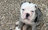 Frankie, a male Olde English Bulldogge for sale in Guntersville, AL – 1 of 9
