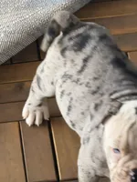 Frankie, a male Olde English Bulldogge for sale in Albertville, AL – 4 of 4