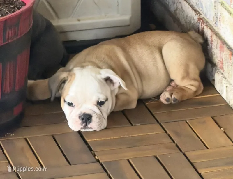 Scarlett  – Olde English Bulldogge puppy for sale in Albertville, AL
