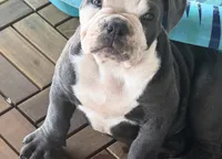 Winston, a male Olde English Bulldogge for sale in Guntersville, AL – 2 of 7