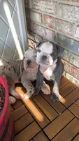 Winston, a male Olde English Bulldogge for sale in Albertville, AL – 3 of 3