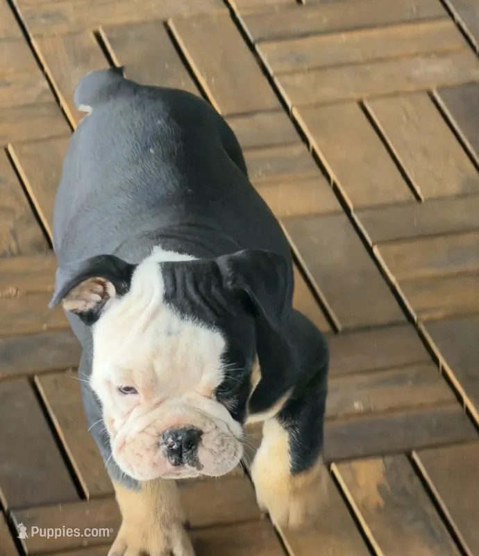 J. Denny – Olde English Bulldogge puppy for sale in Albertville, AL