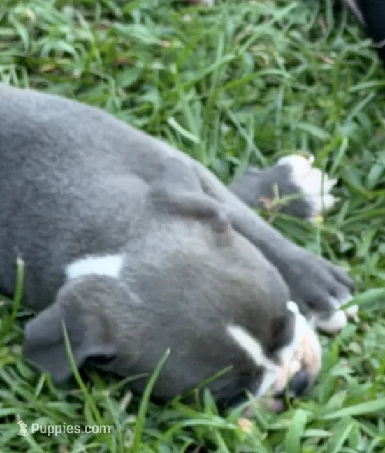 Albert  – Olde English Bulldogge puppy for sale in Albertville, AL