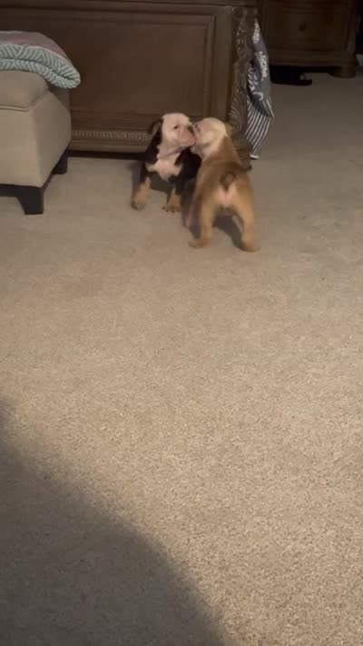Scarlett , a female Olde English Bulldogge for sale in Albertville, AL – 5 of 5