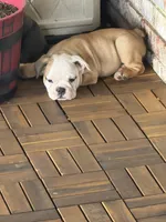 Scarlett , a female Olde English Bulldogge for sale in Albertville, AL – 3 of 5