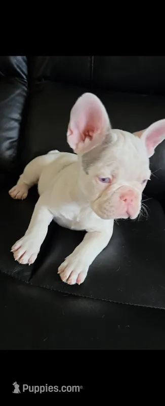 Frenchie, a female French Bulldog for sale in Canoga Park, CA – Photo 1 of 2