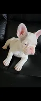 Frenchie, a female French Bulldog for sale in Canoga Park, CA – Photo 1 of 2
