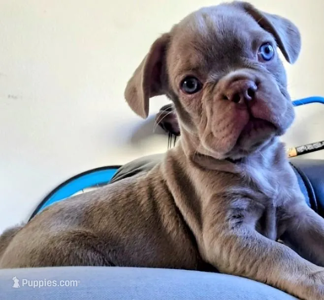 Isabelle – French Bulldog puppy for sale in Canoga Park, CA
