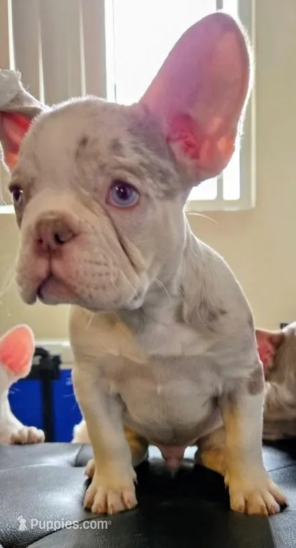Frenchie – French Bulldog puppy for sale in Canoga Park, CA