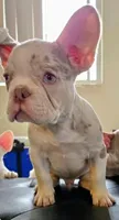 Frenchie, a male French Bulldog for sale in Canoga Park, CA – 1 of 1