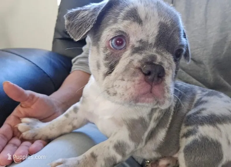 Mona – French Bulldog puppy for sale in Canoga Park, CA
