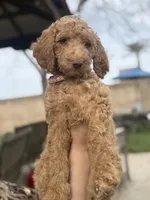 Riley, a female Poodle - Standard  for sale in Clovis, CA – Photo 2 of 2