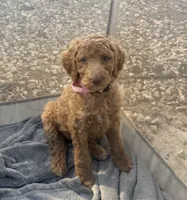 Riley, a female Poodle - Standard  for sale in Clovis, CA – Photo 1 of 2