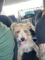 chloe, a female Chihuahua and Maltese for sale in Houston, TX – 2 of 4