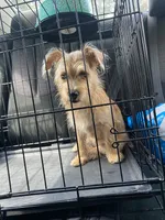 chloe, a female Chihuahua and Maltese for sale in Houston, TX – 4 of 4