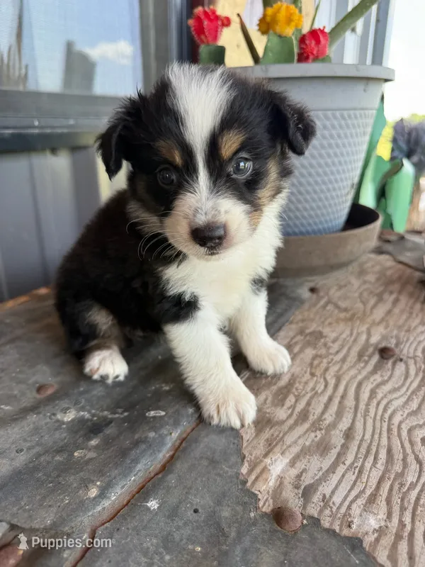 Female 5 – Miniature Australian Shepherd puppy for sale in Coalgate, OK
