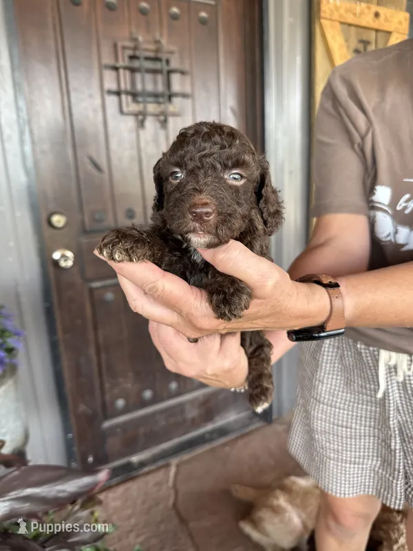 Male 2 poodle  – Poodle - Miniature  puppy for sale in Coalgate, OK