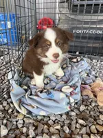 Mini Aussie Male, a male Miniature Australian Shepherd for sale in Coalgate, OK – 3 of 3