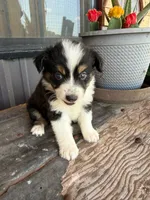 Female 5, a female Miniature Australian Shepherd for sale in Coalgate, OK – 2 of 5