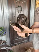 Male 2 poodle , a male Poodle - Miniature  for sale in Coalgate, OK – 5 of 5