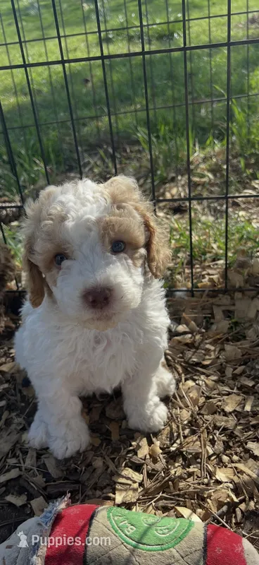 Male 3 – Poodle - Standard  puppy for sale in Coalgate, OK
