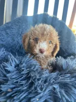 Male 6 poodle , a male Poodle - Miniature  for sale in Coalgate, OK – 2 of 4