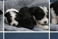 Male 3, a male Miniature Aussiedoodle for sale in Coalgate, OK – Photo 3 of 6