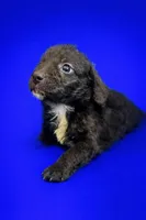 Male 3, a male Miniature Aussiedoodle for sale in Coalgate, OK – Photo 5 of 6