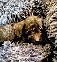 Male 3, a male Miniature Aussiedoodle for sale in Coalgate, OK – Photo 1 of 6