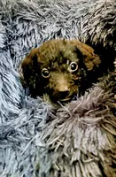 Male 3, a male Miniature Aussiedoodle for sale in Coalgate, OK – Photo 4 of 6