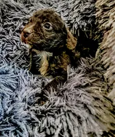 Male 3, a male Miniature Aussiedoodle for sale in Coalgate, OK – Photo 6 of 6