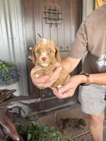 Male 6 poodle , a male Poodle - Miniature  for sale in Coalgate, OK – 3 of 6