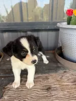 Female 4 , a female Miniature Australian Shepherd for sale in Coalgate, OK – 5 of 6