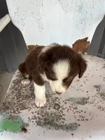 Male 1 , a male Miniature Australian Shepherd for sale in Coalgate, OK – 3 of 5