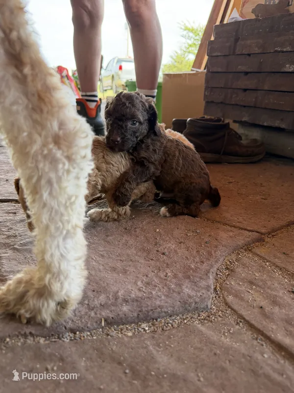 Male 5 poodle  – Poodle - Miniature  puppy for sale in Coalgate, OK