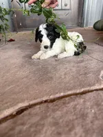 Female 2 poodle , a female Poodle - Miniature  for sale in Coalgate, OK – 3 of 4