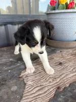 Female 4 , a female Miniature Australian Shepherd for sale in Coalgate, OK – 3 of 6