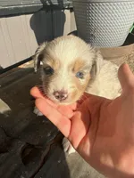 Female 2 , a female Miniature Australian Shepherd for sale in Coalgate, OK – 5 of 10