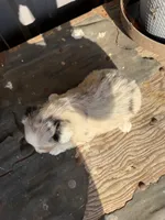 Female 2 , a female Miniature Australian Shepherd for sale in Coalgate, OK – 8 of 10