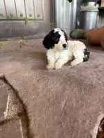 Female 2 poodle , a female Poodle - Miniature  for sale in Coalgate, OK – 2 of 4