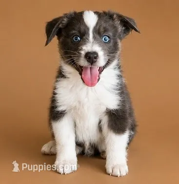 Male 1  – Miniature American Shepherd puppy for sale in Coalgate, OK