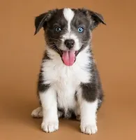 Male 1 , a male Miniature American Shepherd for sale in Coalgate, OK – 1 of 3