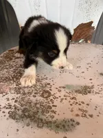 Male 3, a male Miniature Australian Shepherd for sale in Coalgate, OK – 6 of 6