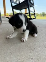 Mini Aussie female  1, a female Miniature Australian Shepherd for sale in Coalgate, OK – 9 of 10
