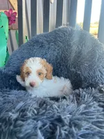 Male 1 poodle , a male Poodle - Miniature  for sale in Coalgate, OK – 5 of 5
