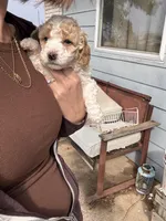 Male 1 , a male Poodle - Standard  for sale in Coalgate, OK – Photo 2 of 2