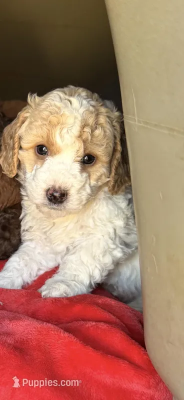 Male 1  – Poodle - Standard  puppy for sale in Coalgate, OK