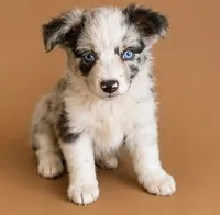 Male 3, a male Miniature American Shepherd for sale in Coalgate, OK – 1 of 1