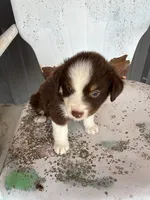 Male 1 , a male Miniature Australian Shepherd for sale in Coalgate, OK – 2 of 5